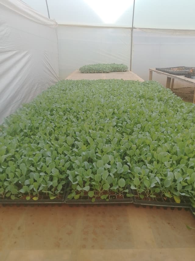 Vegetables seedlings 